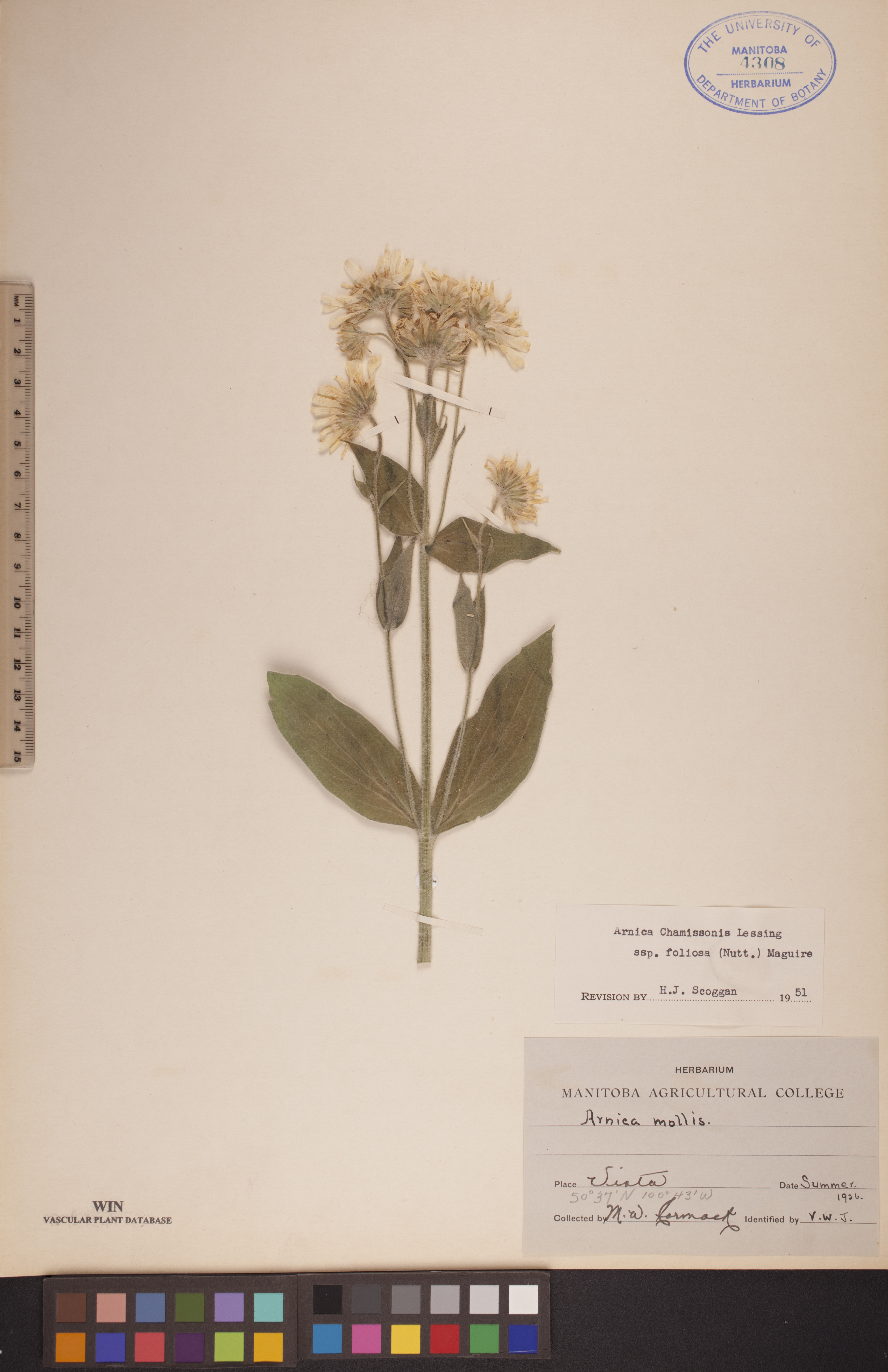 Arnica chamissonis subsp. foliosa image
